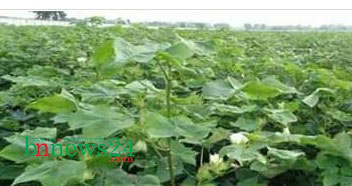 চৌগাছায় ৪৩ একর জমিতে তুলার চাষ, রেকর্ড ফলনের আশা