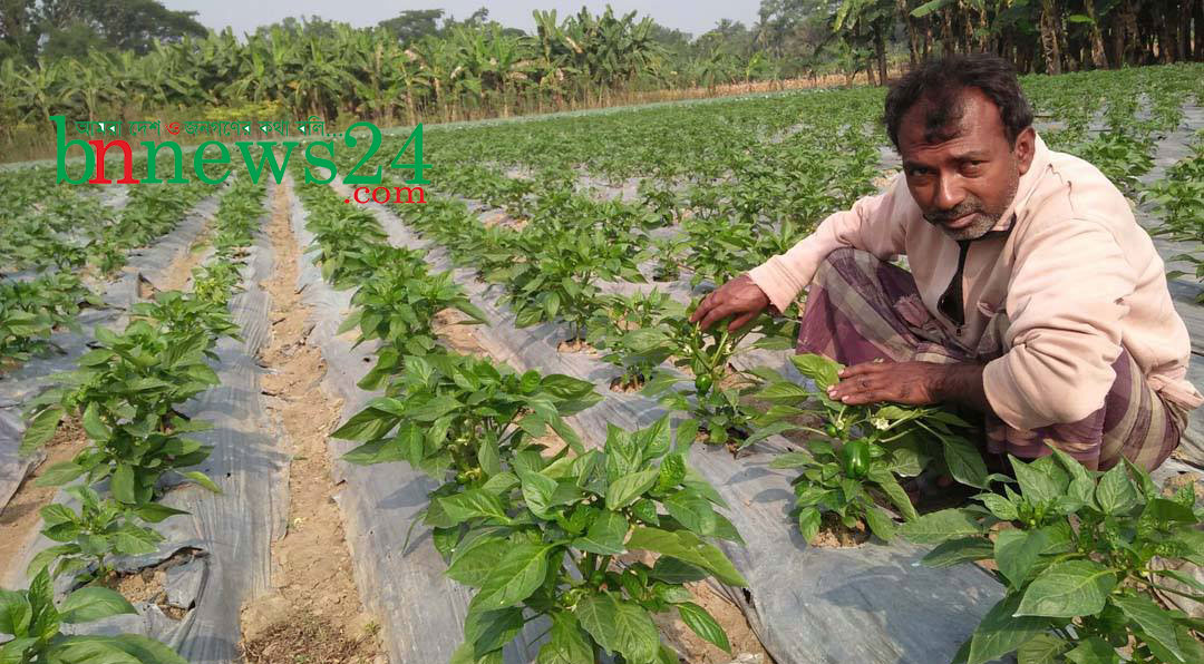 মণিরামপুরে মিষ্টি মরিচ ক্যাপসিকাম চাষ করে সফল খলিল