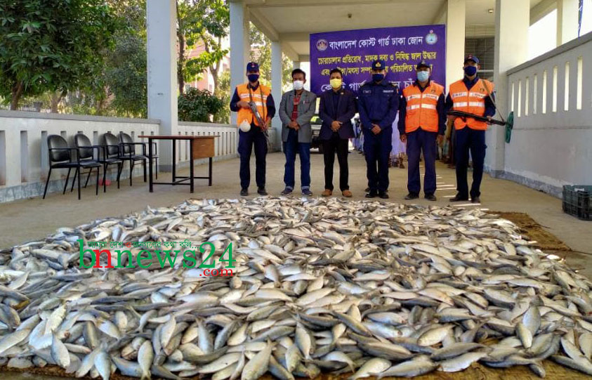 চাঁদপুরে কোস্ট গার্ডের অভিযানে ২৫শ কেজি জাটকা জব্দ