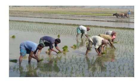 চৌগাছায় ইরি মৌসুমের আগেই ধান রোপন শুরু
