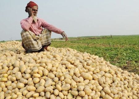 য‌শো‌রের আলু নি‌য়ে শঙ্কায় চা‌ষিরা 