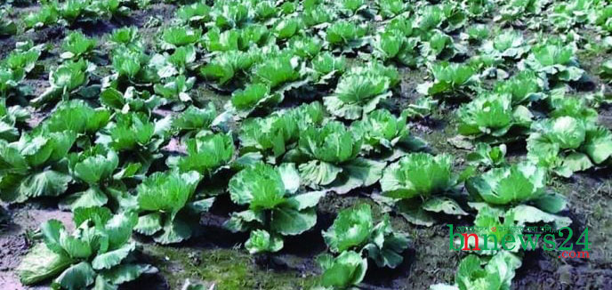 য‌শো‌রে বৈরী আবহাওয়ার কার‌নে শীতকা‌লিন সব‌জি‌তে ফলন বিপর্যের আশঙ্কা