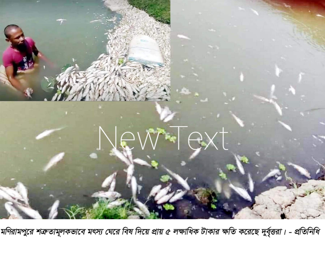 মণিরামপুরে শত্রুতামূলকভাবে মাছের ঘেরে বিষ দিয়ে প্রায় ৫ লাখ টাকার ক্ষতি