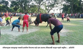 মণিরামপুরে গ্রাম-বাংলার ঐতিহ্যবাহী ষাঁড়ের লড়াই অনুষ্ঠিত 