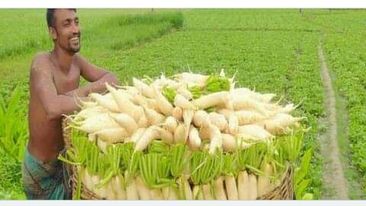 চৌগাছায় হাইব্রিড মুলা চাষে বাম্পার ফলন কৃষকের মুখে সুখের হাঁসি