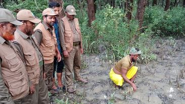 বনে ছাড়া হলো আরও ২৭ পদ্মগোখরা