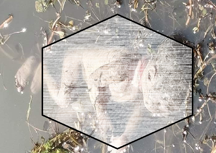 শার্শায় পুকুর থেকে নবজাতকের মরাদেহ উদ্ধার