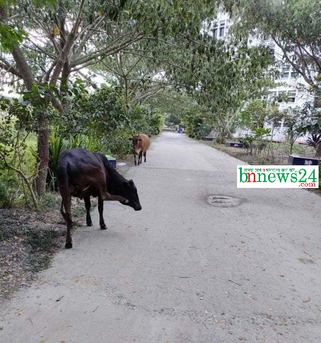 বশেমুরবিপ্রবি ক্যাম্পাস যেন গবাদিপশুর বিচরণক্ষেত্র