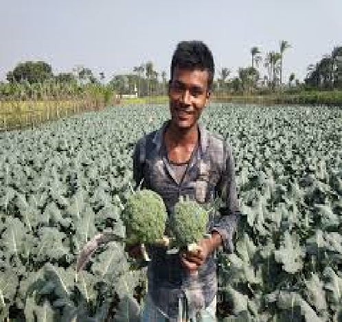 য‌শো‌রে পাঁচ হাজার হেক্টর জ‌মি‌তে ব্রোক‌লি চাষ