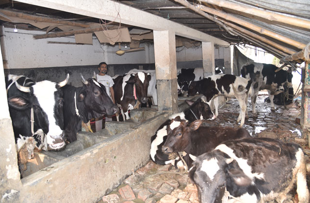 যশোরে চাহিদার চেয়ে উৎপাদন বেশি হওয়ায় আর্থিক সংকটে ডেইরী খামার