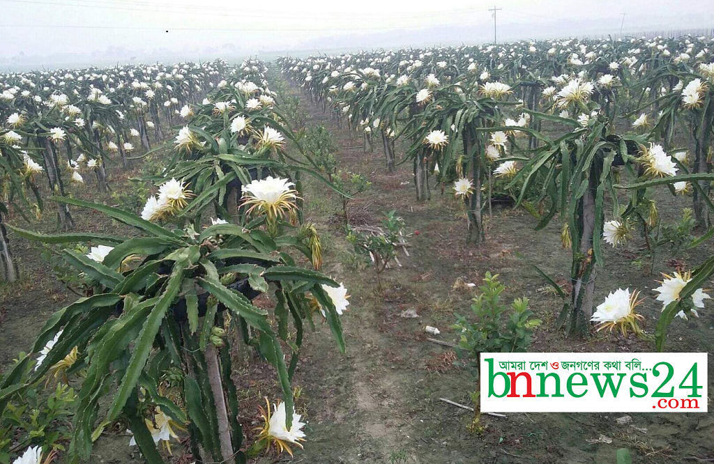 চৌগাছায় ১০ হেক্টর জ‌মি‌তে বাণিজ্যিকভাবে শুরু হয়েছে ড্রাগন চাষ