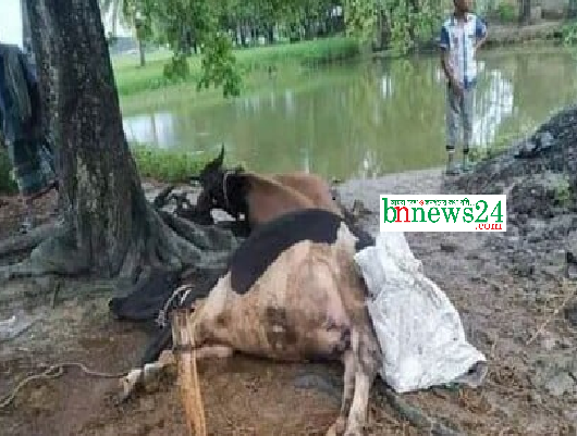 চৌগাছায় বাজ পড়ে এক কৃষকের দুটি গরুর মারা গেছে