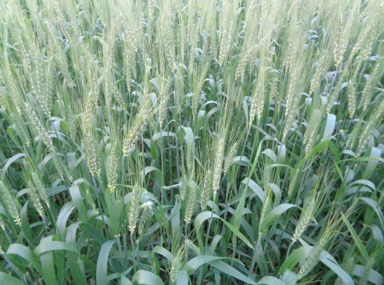 চৌগাছায় ১৮৫ হেক্টর জ‌মি‌তে গ‌মের চাষ হ‌চ্ছে