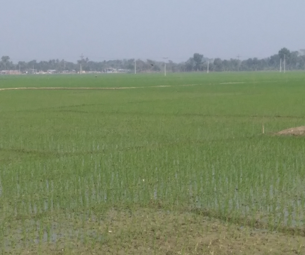 এবছর চৌগাছায় ১৮ হাজার হেক্টর জ‌মি‌তে বো‌রো ধা‌নের চাষ