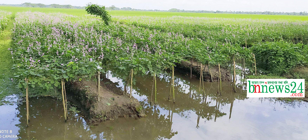 চৌগাছায় নালা পদ্ধতিতে শিম চাষ করে লাভবান হচ্ছেন কৃষকরা
