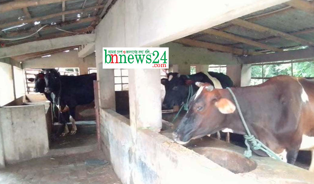 মণিরামপুরে গোখাদ্যের তীব্র সংকট, উচ্চমূল্য দিয়েও মিলছে না খড়-বিচালী