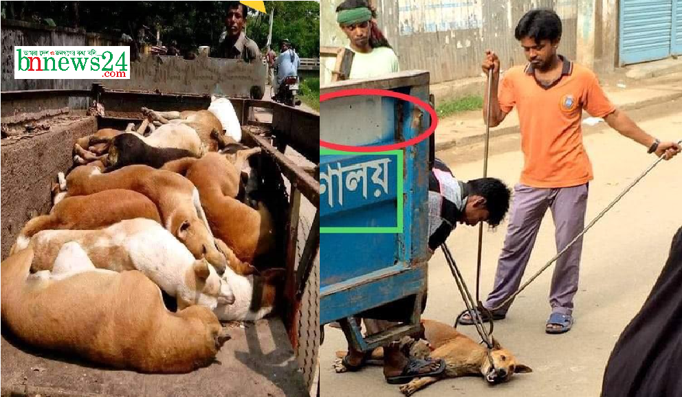 বেওয়ারিশ কুকুর অপসারণ নিয়ে ফেইসবুকের ছবিগুলো বানোয়াট : ডিএসসিসি