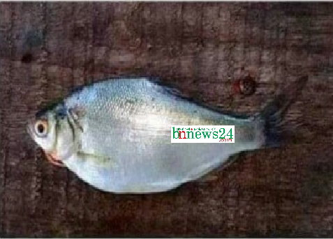 মহেশপুরের এক পুকুরে ইলিশ মাছের চাষ!