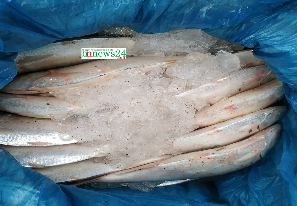 শারদীয় দুর্গাপূজার শু‌ভেচ্ছা ১০ দি‌নে ভার‌তে গেল ৮০০ মে‌ট্রিক টন ই‌লিশ