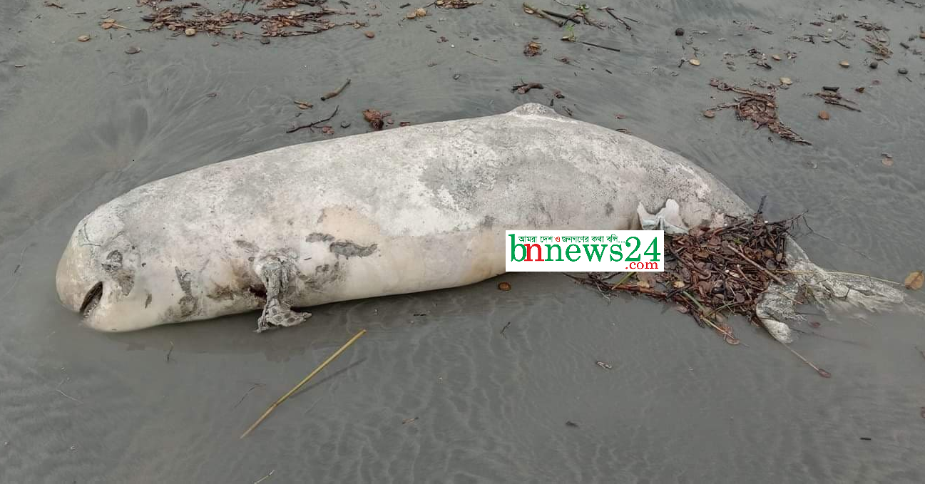 জাহাজমারা সৈকত তীরে ভেসে এলো ইরাবতী ডলফিন