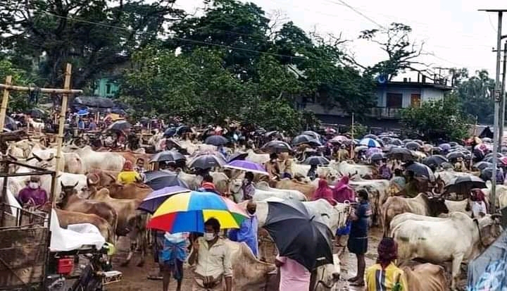 যশোরের সর্ববৃহৎ শার্শার সাতমাইল পশুর হাট বন্ধ ঘোষণা