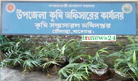 চৌগাছায় ৩ জনের ডিলারশিপ বাতিলের সিদ্ধান্ত আগামীকাল, নিরাপত্তাহীনতায় কৃষি কর্মকর্তা