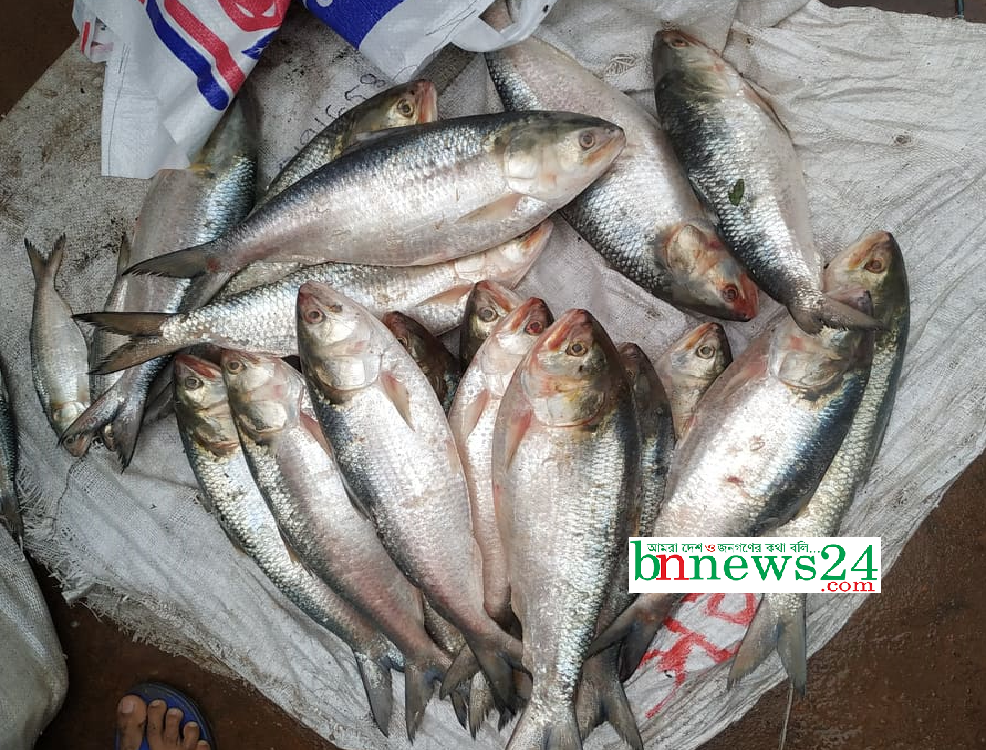 ইলিশের প্রজনন মৌসুমে জেলেদের জন্য ১০ হাজার ৫৬৭ মে.টন চাল বরাদ্দৃ