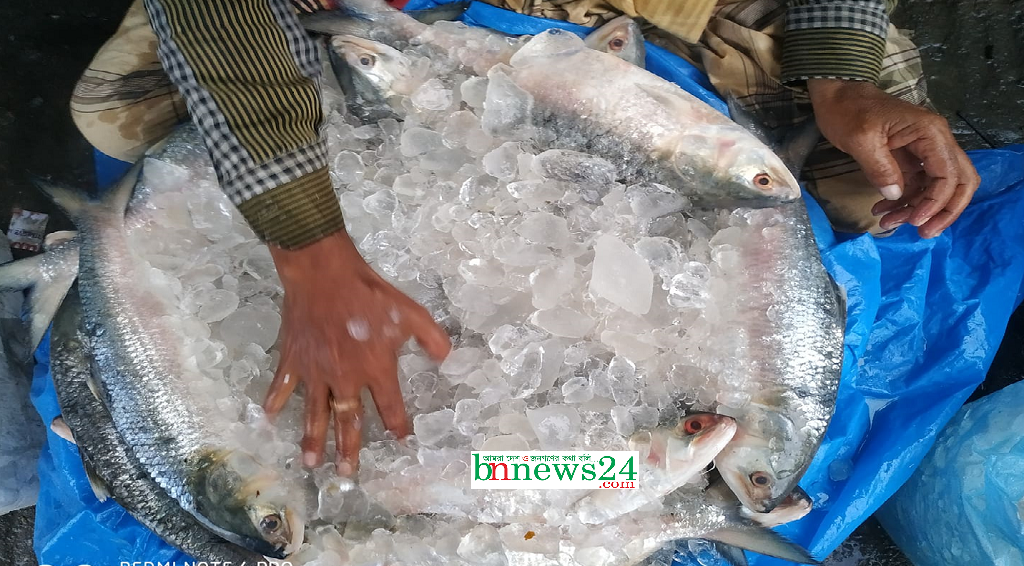 ইলিশ সংরক্ষণে কাজ করছে মন্ত্রণালয় ও অধিদপ্তরের একাধিক টিম