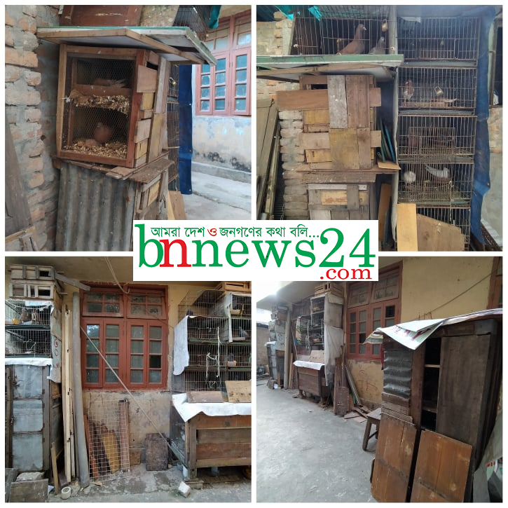 জবি কর্মচারীর কবুতরের খামারের দুর্গন্ধে বিঘ্নিত শিক্ষা কার্যক্রম, জানে না প্রশাসন