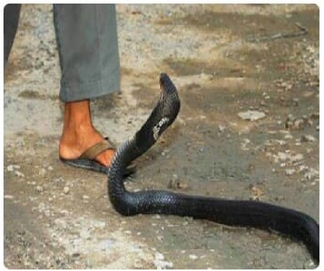 চৌগাছায় সাপের কামড়ে কৃষকের মৃত্যু