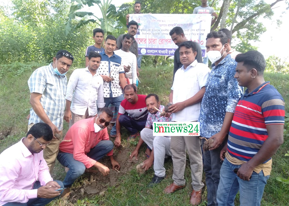 চৌগাছায় যুবলীগের উদ্যোগে তালবীজ রোপন কর্মসূচির উদ্বোধন