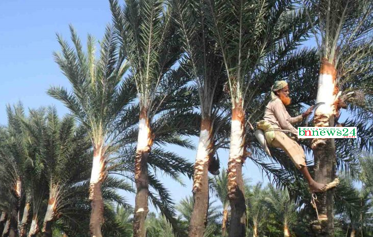 যশোরে খেজুরের রস আহরণের জন্য তোড়জোড় শুরু করেছে গা‌ছি‌রা