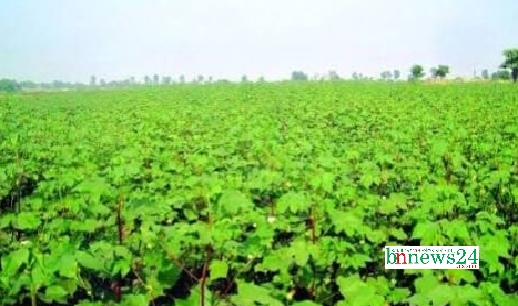 য‌শোরের জগদীশপুর তুলা গ‌বেষণা ও বীজবর্ধন খামা‌রে বাম্পার ফল‌ন