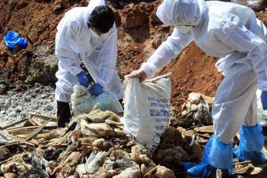 বার্ড ফ্লু রোগের সংক্রমণ রোধে আগাম প্রস্তুতি গ্রহণের নির্দেশ মন্ত্রণালয়ের