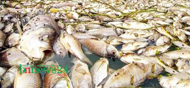 শার্শায় বিষ দি‌য়ে সাত লাখ টাকার মাছ মেরে ফেলার অভিযোগ