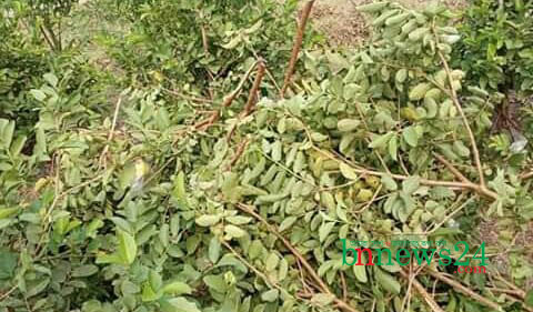 চৌগাছায় গাছের সাথে এ কেমন শত্রুতা!