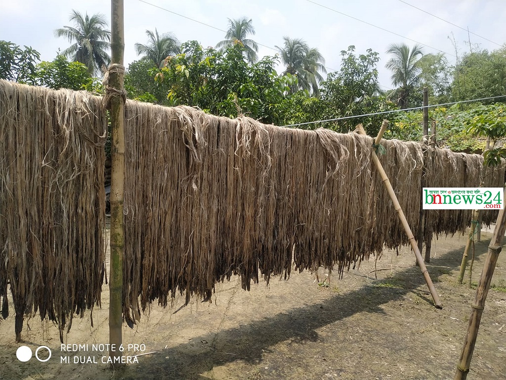 শার্শায় পাটের ভালো ফলন ও দাম পাওয়ায় হাসি ফুটেছে চাষীদের মুখে