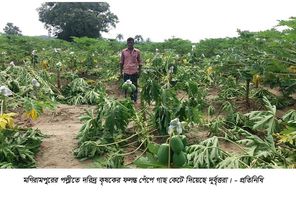  মণিরামপুরের পল্লীতে দরিদ্র কৃষকের ২’শ ফলন্ত পেঁপে গাছ কেটে দিয়েছে দুর্বৃত্তরা
